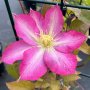 Clematis asao