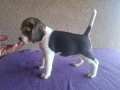 Бигъл, снимка 6