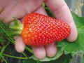 Разсад ягоди  , снимка 4