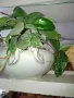 продавам тази хоя карноза, снимка 2