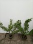 Немско бодливо грозде-Цариградско грозде, снимка 1 - Градински цветя и растения - 11944269