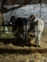 Продавам 5 Телета, снимка 4