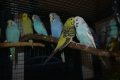 Различни видове Папагали , снимка 14