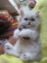 Котки Чинчила * Chinchilla Cats, безплатно посещение!, снимка 6