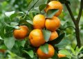 Цитрусови растения - Лимон , Лайм , Мандарина ,Портокал ,Кумкуат, Червен портокал и Помело