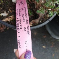 Хвойна Стрикта, Juniperus Stricta!!!, снимка 6 - Градински цветя и растения - 39272499
