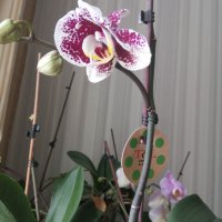 Орхидеи, снимка 3 - Стайни растения - 43893880