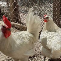 Бяло брезе -оплодени яйца , снимка 11 - Кокошки и пуйки - 28217464