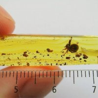 Уникален Балтийски кехлибар с фосил отлично съхранен паяк Araneae , снимка 3 - Други - 33608548