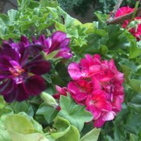 Висящи мушката, снимка 2 - Градински цветя и растения - 26450321