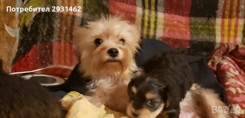 MINY YIORKY- ZA RUSE- MAJKO TARSYA SPE6NO!, снимка 1