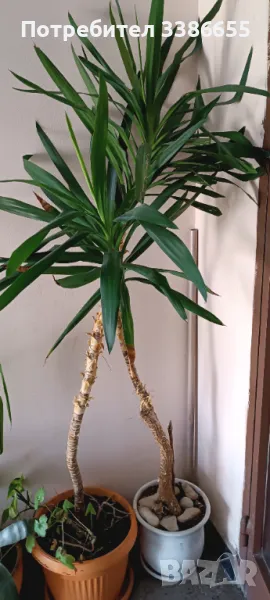 Юка, снимка 1