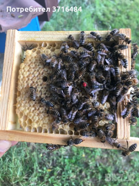 Биологични Пчелни майки и Отводки за сезон 2024 (ДБ, МК и ФР), снимка 1
