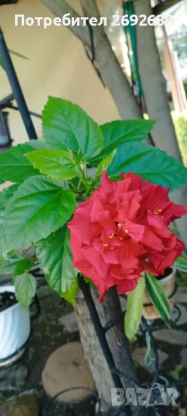 Китайска роза кичеста , снимка 1