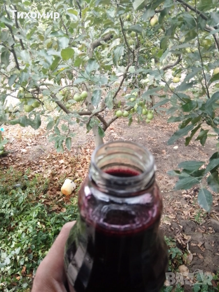 Сироп от черен бъз . Бран в екологично чист район, снимка 1