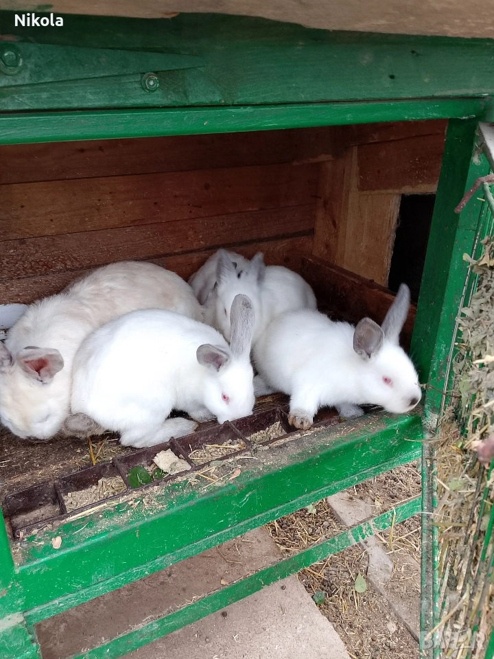 продавам. зайци,калифорнийски на два месеца , снимка 1