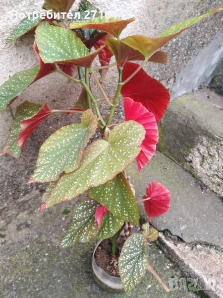 Коралова БЕГОНИЯ, снимка 1