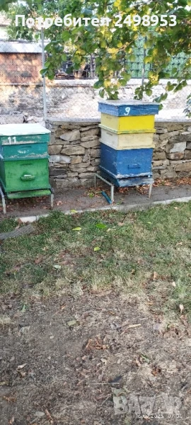 пчелни семейства , снимка 1