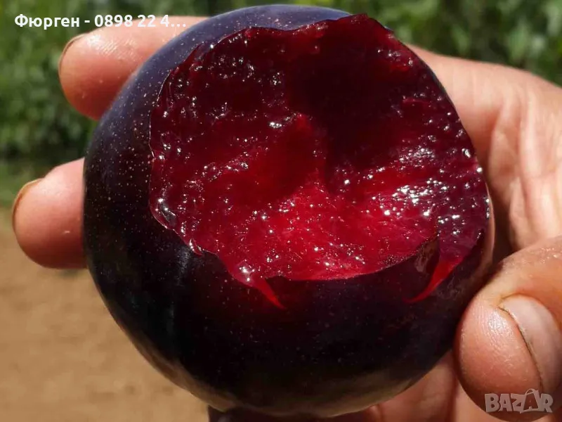 Слива Черен Сплендор - BLACK SPLENDOR, снимка 1