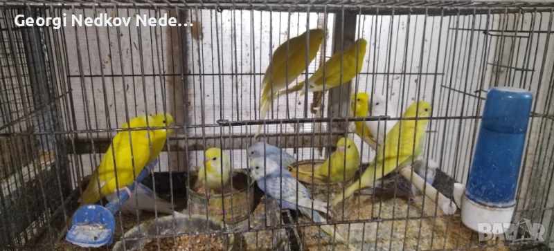 Продавам вълнисти папагали, снимка 1