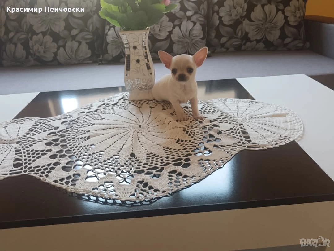 момче чихуахуа , снимка 1