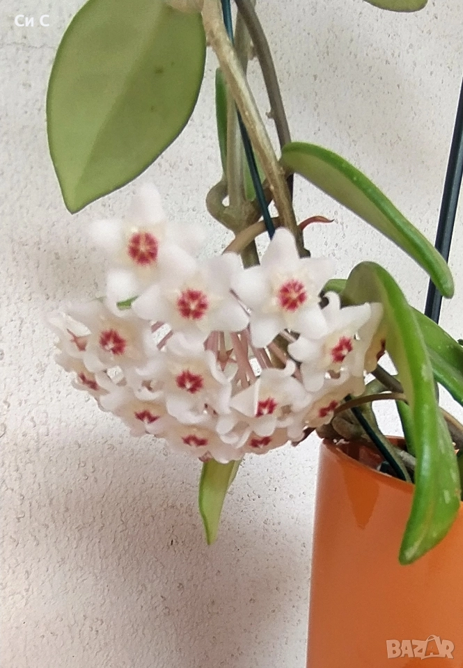 Ароматна 💯 ХОЯ, снимка 1