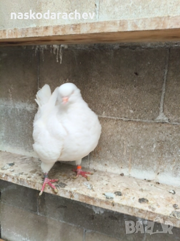 Гълъби порода Америка Кинг, Кингове, снимка 9 - Гълъби - 52411130