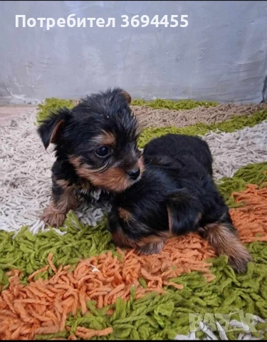 мини йоркширски териер, снимка 4 - Йоркширски териер - 53294159