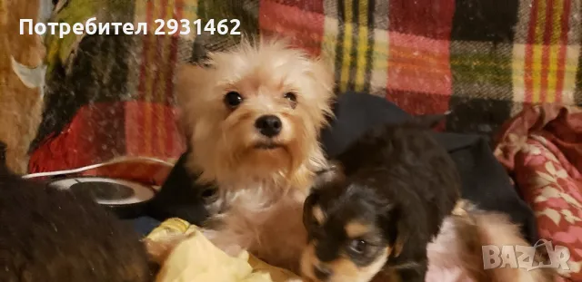 MINY YIORKY- ZA RUSE- MAJKO TARSYA SPE6NO!, снимка 1