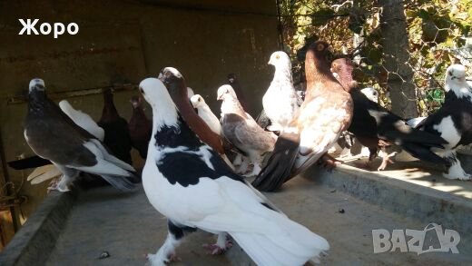 Типлери, снимка 2 - Гълъби - 20334809