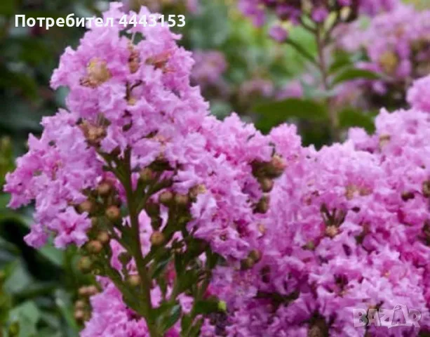 розов индийски люляк , снимка 1