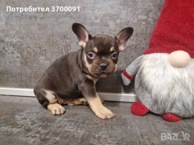 френски булдог/ булдочета, снимка 12 - Френски булдог - 52681586