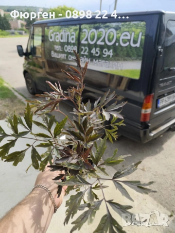 Черен Бъз - Ева (Sambucus nigra 'Eva' BLACK LACE), снимка 4 - Разсади - 51077254