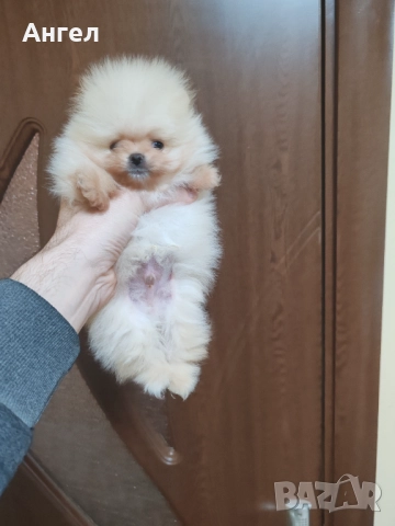 Померан, снимка 10 - Померан - 52946732