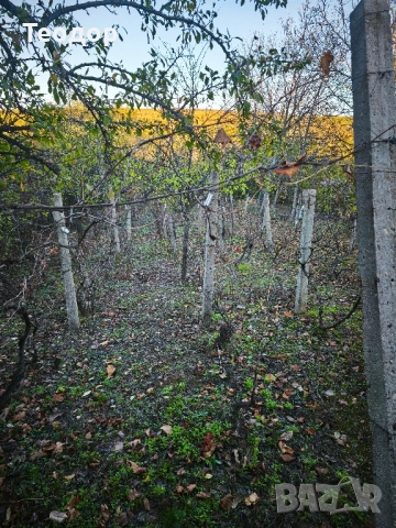 Продавам лозе с постройка, снимка 18 - Къщи - 52423608