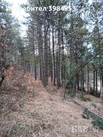 ИЗГОДНО ритловици дървен материал , снимка 1