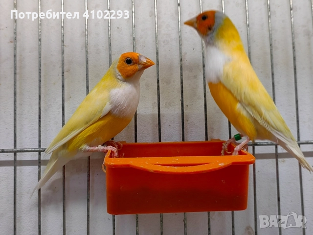 Продавам различни видове амадини, снимка 8 - Амадини - 52388953