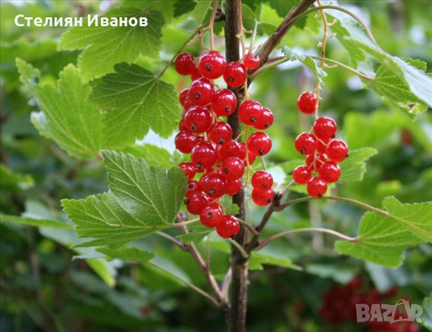 Бяло френско грозде (Ribes niveum 'Blanka'), снимка 5 - Градински цветя и растения - 52354431