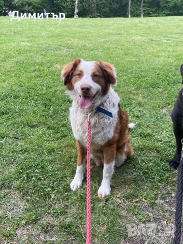 Кученце си търси дом , снимка 4 - Други - 51563544