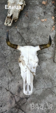 Кукерски маски черепи , снимка 4 - Други - 52209248