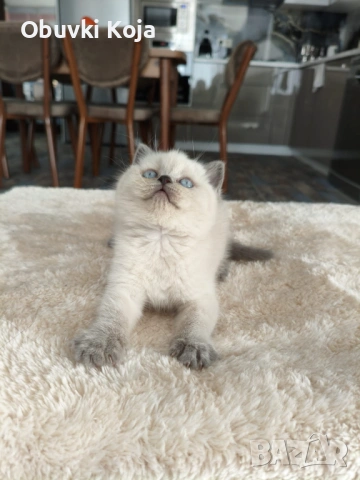 Уникален подарък за вашите любими , снимка 2 - Британска късокосместа - 53035390