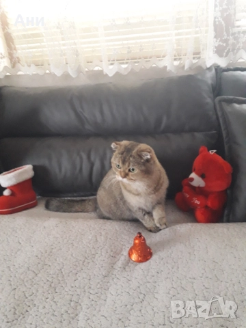 ТОП НОВОГОДИШНА ЦЕНА ШОТЛАНДСКА ЗЛАТНА ЧИНЧИЛА, снимка 9 - Британска късокосместа - 52897372