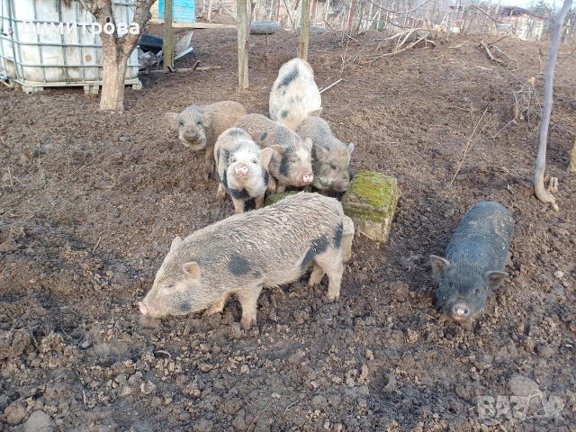 Разменям виетнамски прасета за други животни или зърно, снимка 14 - Прасета - 52406042