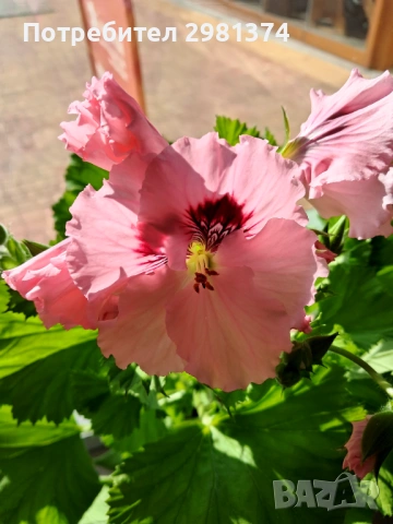 Кралско мушкато