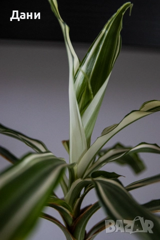 🌿 Драцена Lemon Lime – жизнена и лесна за отглеждане у дома 🌿 Готова за подарък, снимка 5 - Стайни растения - 52061005