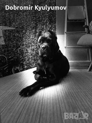 Кане Корсо женска Катлея