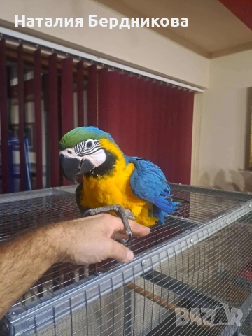 Синьо-жълта ара бебета, снимка 2 - Папагали - 51317087
