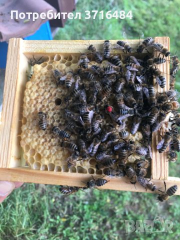 Биологични Пчелни майки и Отводки за сезон 2024 (ДБ, МК и ФР), снимка 1