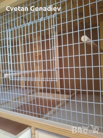 Волиера за малки птици , снимка 5 - Канари - 52811673