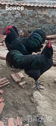 Петли Австролорп, снимка 2 - Кокошки и пуйки - 52185791